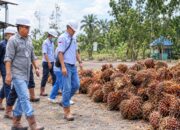 Industri Sawit Dipantau, Barut Siapkan Data untuk Kebijakan Perdagangan