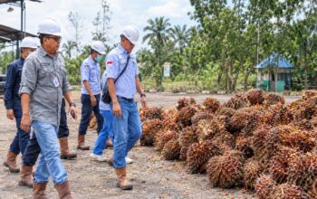 Industri Sawit Dipantau, Barut Siapkan Data untuk Kebijakan Perdagangan