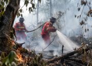 Api Merambat ke Arah Hutan, Tim Gabungan Padamkan Karhutla Barut