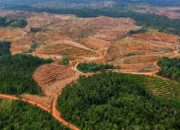 Greenpeace Pertanyakan Wacana 12,7 Juta Hektare Hutan untuk Biofuel