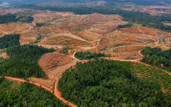 Greenpeace Pertanyakan Wacana 12,7 Juta Hektare Hutan untuk Biofuel