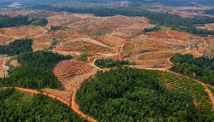 Greenpeace Pertanyakan Wacana 12,7 Juta Hektare Hutan untuk Biofuel