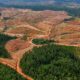 Greenpeace Pertanyakan Wacana 12,7 Juta Hektare Hutan untuk Biofuel