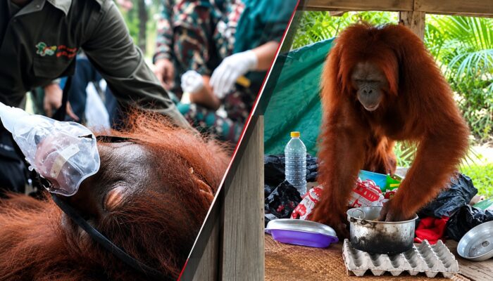 Orangutan “Curi” Makanan Warga, Pace Diselamatkan dari Kawasan Karhutla
