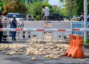 Bawa Bangkai Ayam ke Kantor PLN, Peternak Tuntut Kepastian Kompensasi