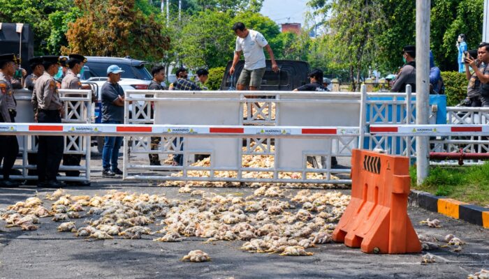 Bawa Bangkai Ayam ke Kantor PLN, Peternak Tuntut Kepastian Kompensasi